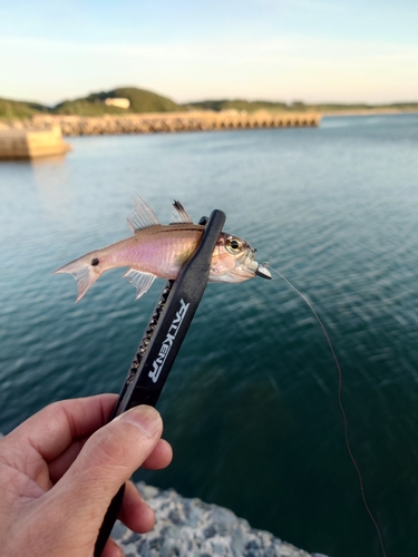 ネンブツダイの釣果