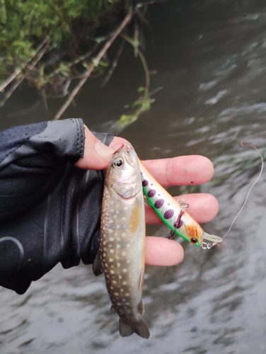 アメマスの釣果