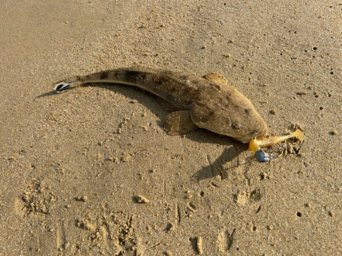 マゴチの釣果