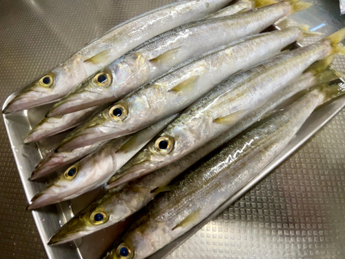 カマスの釣果