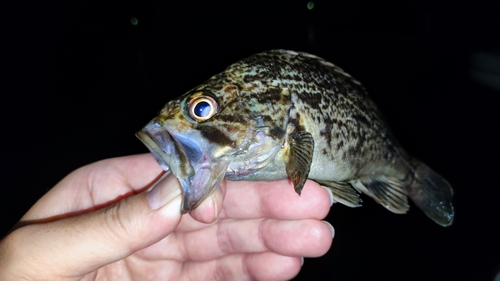 クロソイの釣果