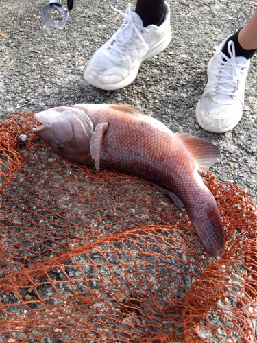 コブダイの釣果