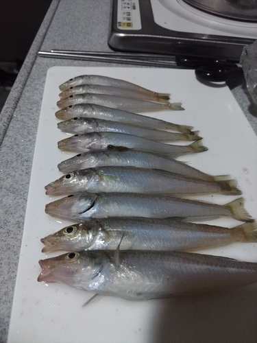 シロギスの釣果