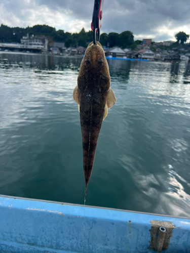 マゴチの釣果