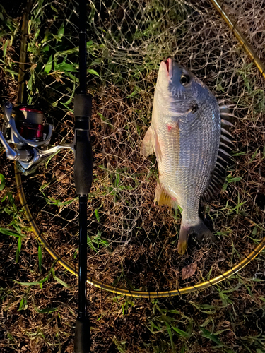 キビレの釣果