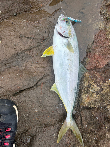 ヒラマサの釣果