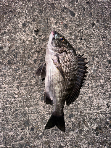 チヌの釣果