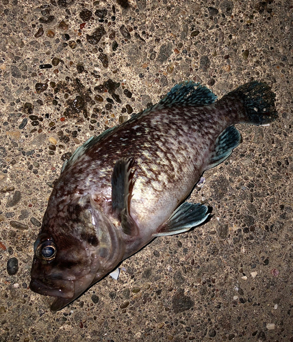 マゾイの釣果