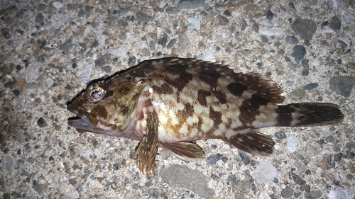 カサゴの釣果