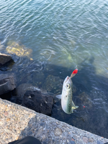 サバの釣果