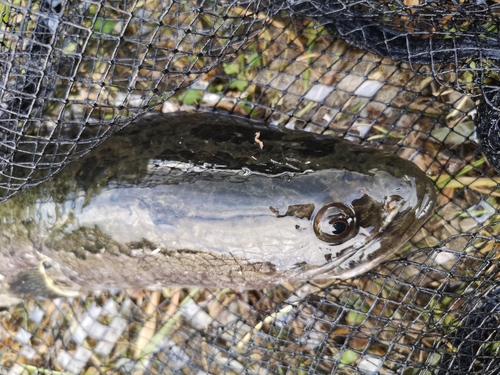 ライギョの釣果