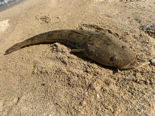 マゴチの釣果