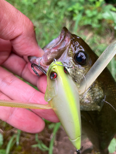 ラージマウスバスの釣果