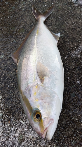 ネリゴの釣果