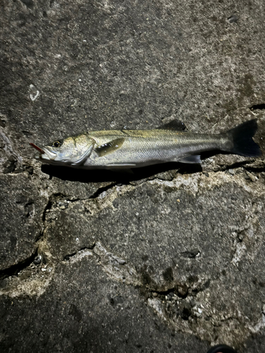 スズキの釣果