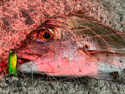 マダイの釣果