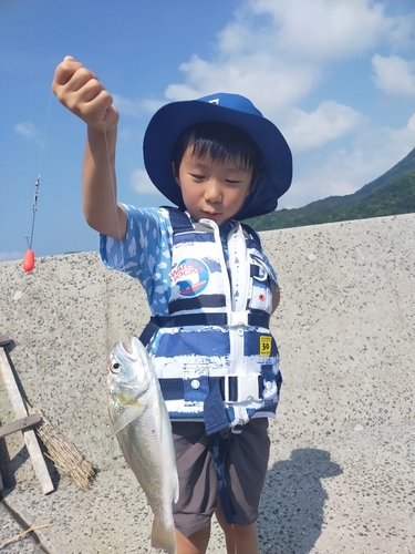 シログチの釣果