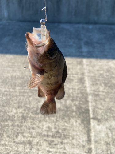 メバルの釣果