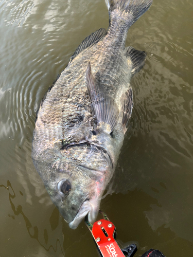 チヌの釣果