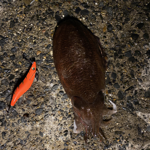 コウイカの釣果