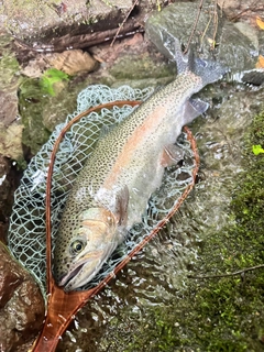 ニジマスの釣果