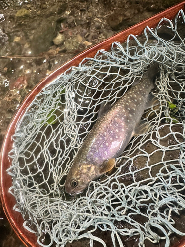 イワナの釣果