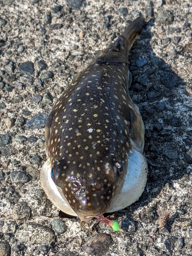 フグの釣果