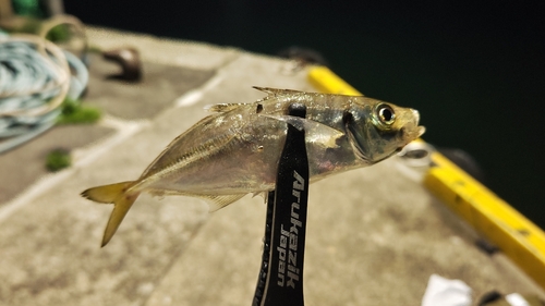 イシダイの釣果