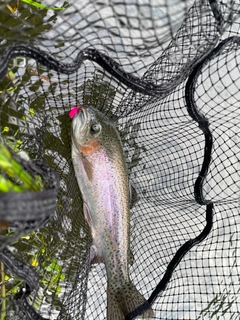 ニジマスの釣果