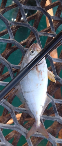 シオの釣果