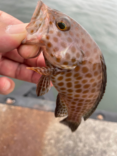 オオモンハタの釣果