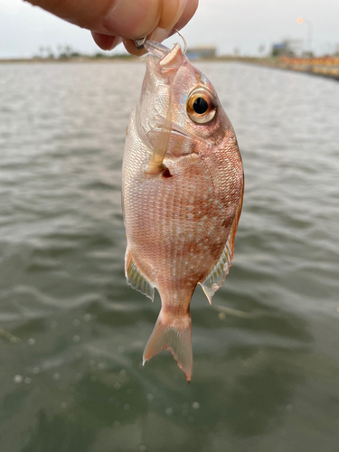 チャリコの釣果