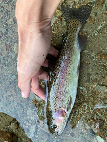 ニジマスの釣果