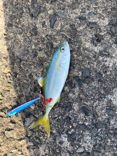 ツバスの釣果