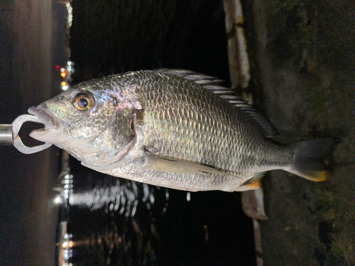 キビレの釣果