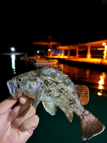 クロソイの釣果