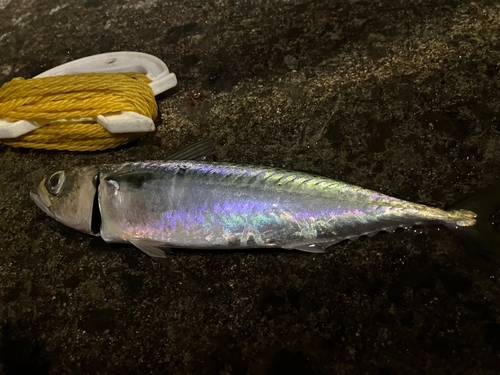 サバの釣果