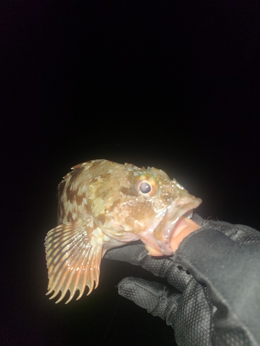 アラカブの釣果