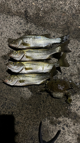 セイゴ（タイリクスズキ）の釣果