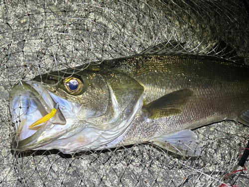 フッコ（マルスズキ）の釣果