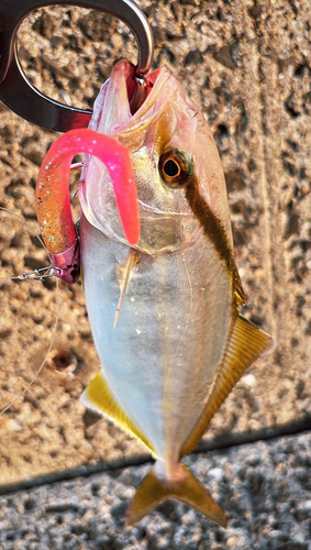 ネリゴの釣果