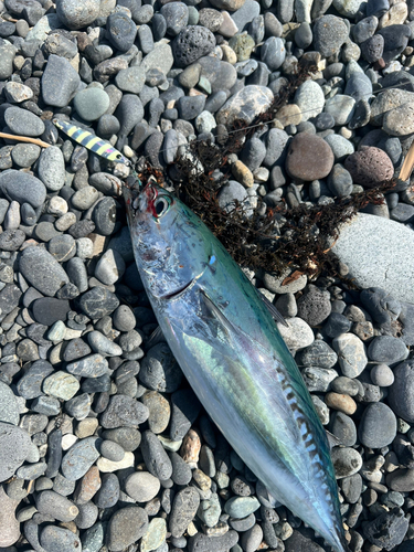 ソウダガツオの釣果