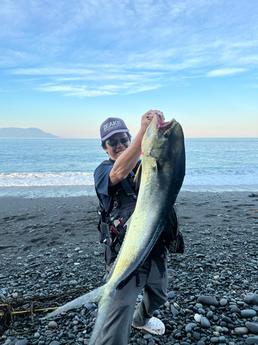 シイラの釣果