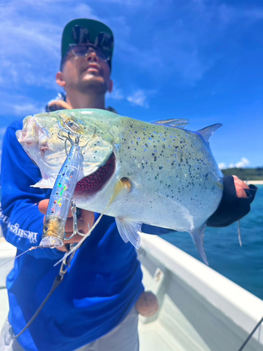 カスミアジの釣果