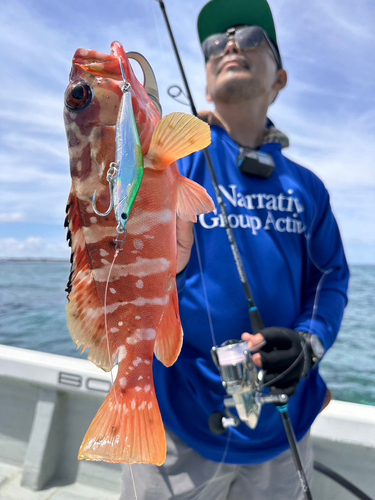 アカハタの釣果