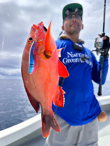 ヒメフエダイの釣果