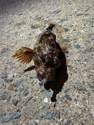 アラカブの釣果