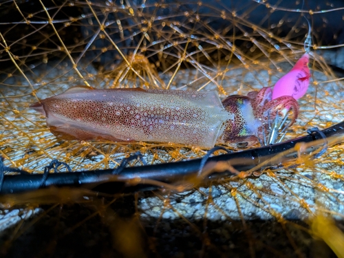 ケンサキイカの釣果