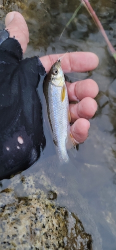 カワムツの釣果