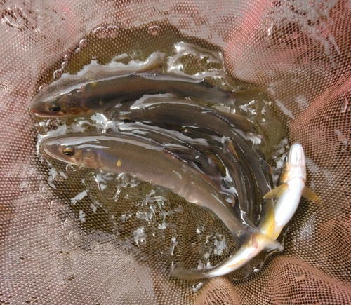 アユの釣果